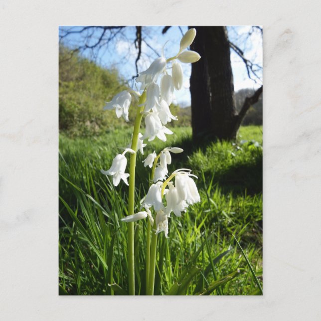 White Bluebells Postcard Postkarte (Vorderseite)