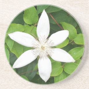 White Blume Sandstone Untersetzer