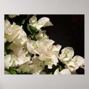 White Bougainvillea Blume Poster