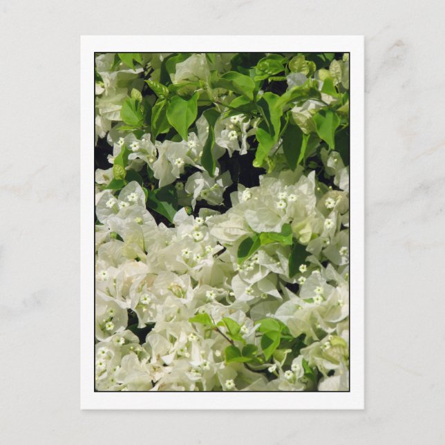 White Bougainvillea Postkarte (Vorderseite)