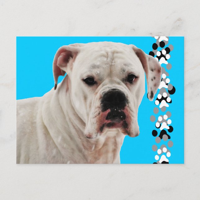 White Boxer Foto Postkarte (Vorderseite)
