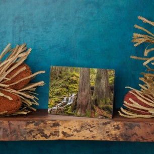 White Branch Falls, Oregon Cascades, Oregon Fotoplatte