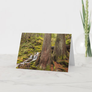 White Branch Falls, Oregon Cascades, Oregon Karte