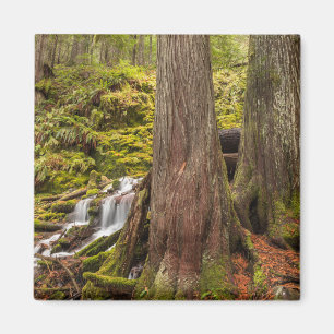 White Branch Falls, Oregon Cascades, Oregon Magnet
