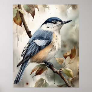 White Breastch Nuthatch Bird Art Print Poster
