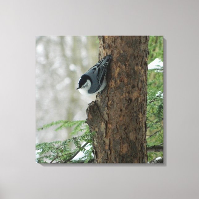 White Breasted Nuthatch (Forest) Canvas Print Leinwanddruck (Vorderseite)
