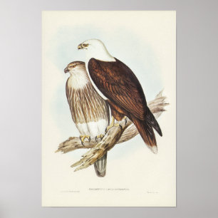 White-Breasted Sea Eagle von Elizabeth Gould Poster