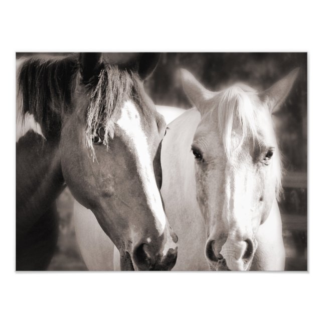 White Brown Horses Sepia Horse Fotodruck (Vorne)