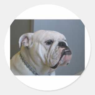 White Bulldog.png Runder Aufkleber