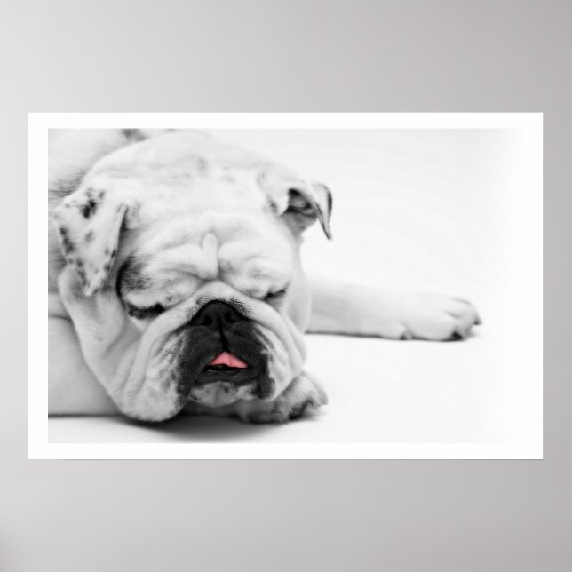 White Bulldog Sleeping Poster (Vorne)