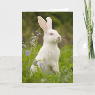 White Bunny Karte