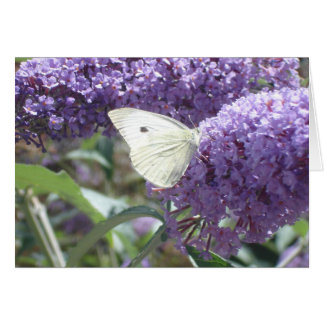 White Butterfly Card