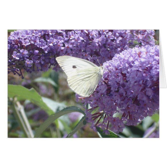 White Butterfly Card (Vorderseite (Horizontal))
