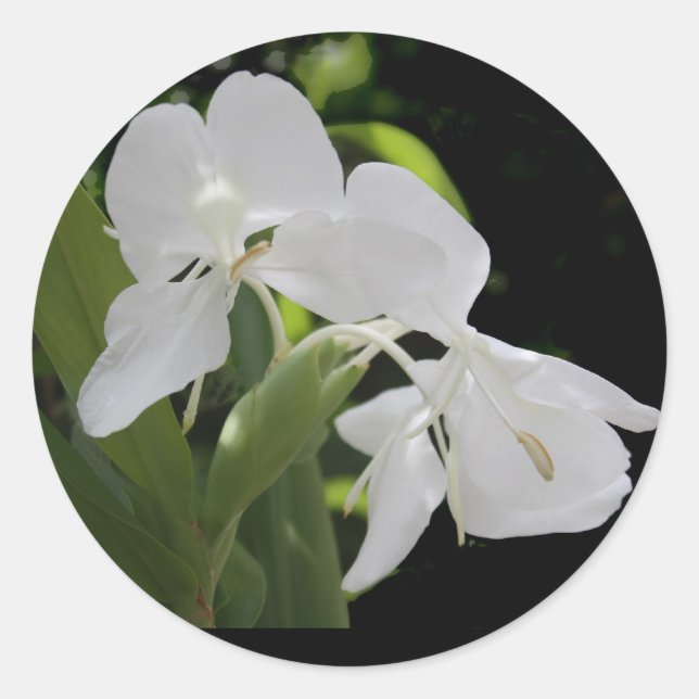 White Butterfly Ginger Runder Aufkleber (Vorderseite)