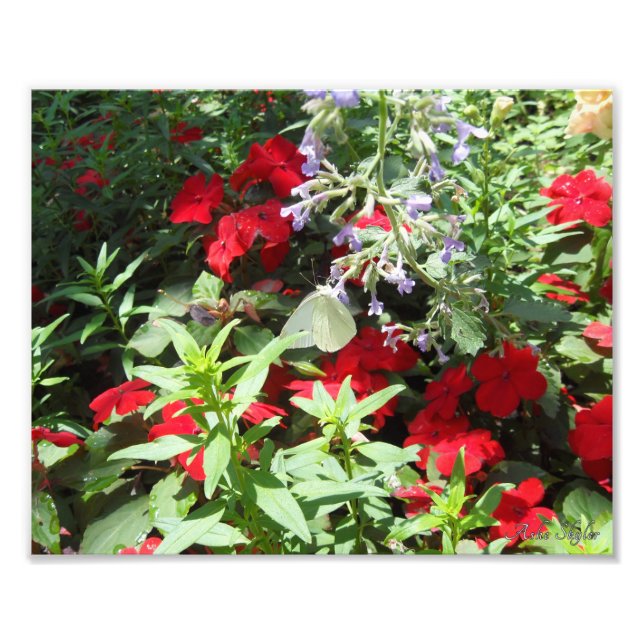 White Cabbage Butterfly Fotodruck (Vorne)