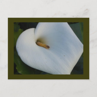 White Cala Lily Postkarte