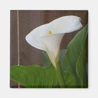 White Cali Lily