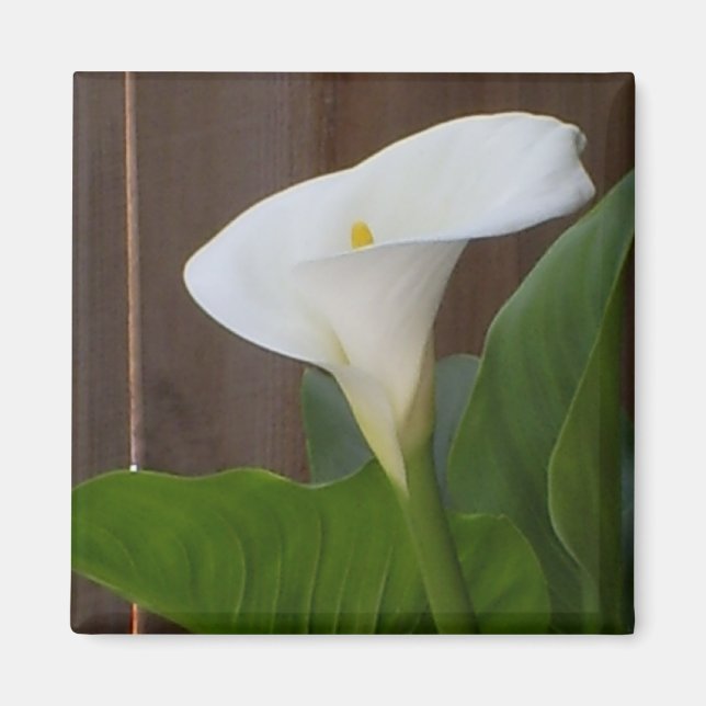 White Cali Lily Magnet (Vorne)