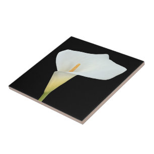 White Calla Blume Gartengarten Foto Fliese