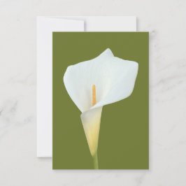 White Calla Blume Gartengarten Foto Karte