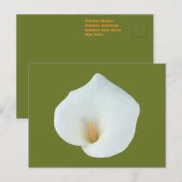 White Calla Blume Gartengarten Foto Postkarte