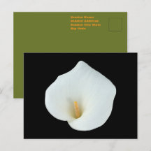 White Calla Blume Gartengarten Foto