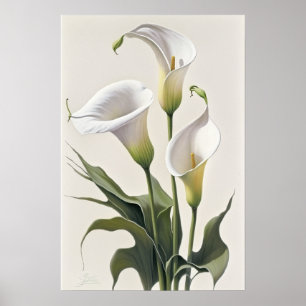 White Calla Lilies Lily Blume Art Print Poster