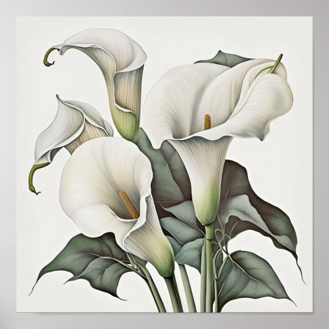 White Calla Lilies Lily Blume Art Print Poster (Vorne)