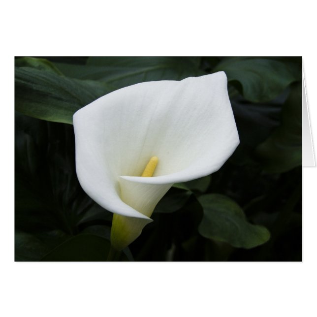 White Calla Lily (Vorderseite (Horizontal))