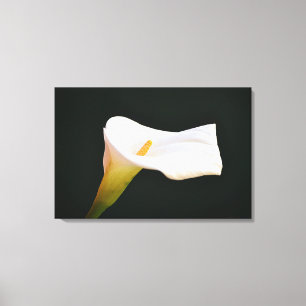 White Calla Lily Blume Dramatisches Fotografieren Leinwanddruck