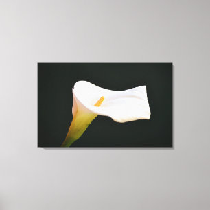 White Calla Lily Blume Dramatisches Fotografieren Leinwanddruck