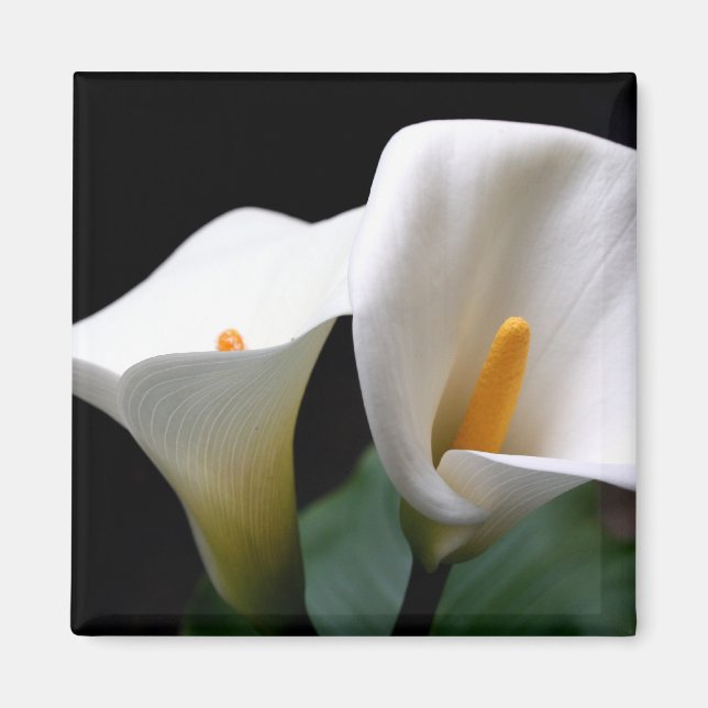 White Calla Lily Blume Square Magnet (Vorne)