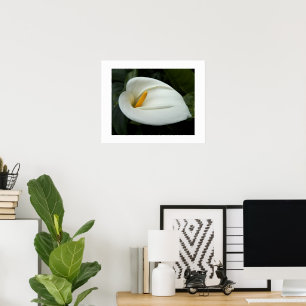 White Calla Lily Floral Fotografie Poster
