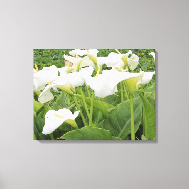 White Calla Lily Leinwanddruck (Vorderseite)