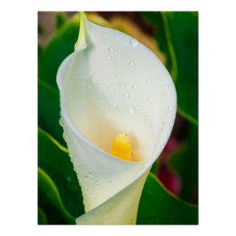 White Calla Lily Macro Botanical Photo Nature Art Poster