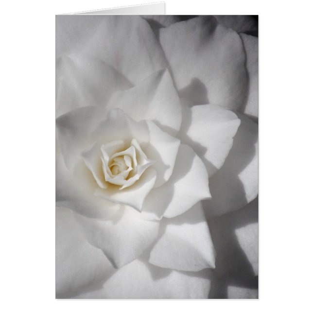 White Camelia (Vorne)