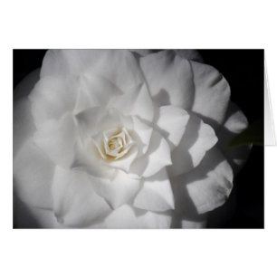 White Camelia