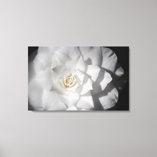 White Camelia Leinwanddruck (Vorderseite)