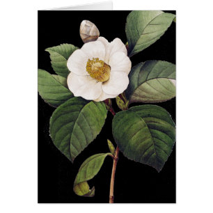White Camellia