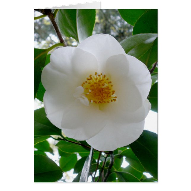 White Camellia (Vorne)