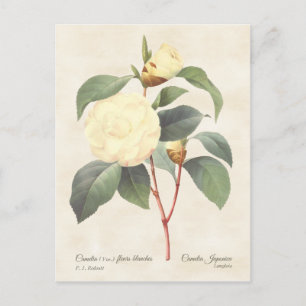 White Camellia Japonica Vintag Botanical Postkarte