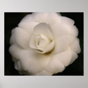 White Camellia Poster