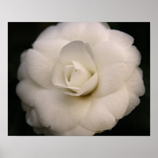 White Camellia Poster (Vorne)