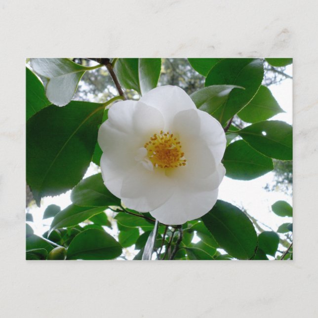 White Camellia Postkarte (Vorderseite)