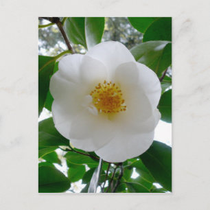 White Camellia Postkarte