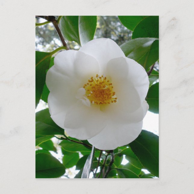 White Camellia Postkarte (Vorderseite)