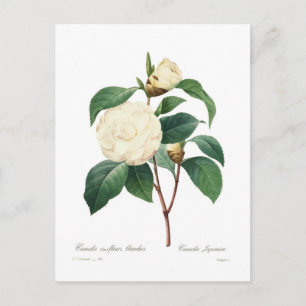 White Camellia Postkarte