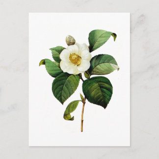 White Camellia von Pierre Joseph Redoute Postkarte