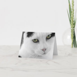 White Cat Note Card Karte