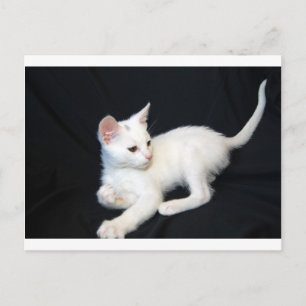 White Cat Playing Postkarte